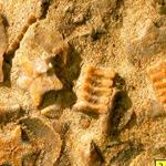 Crinoid columnals (Isocrinus nicoleti) from the Middle Jurassic Carmel Formation at Mount Carmel Junction, Utah